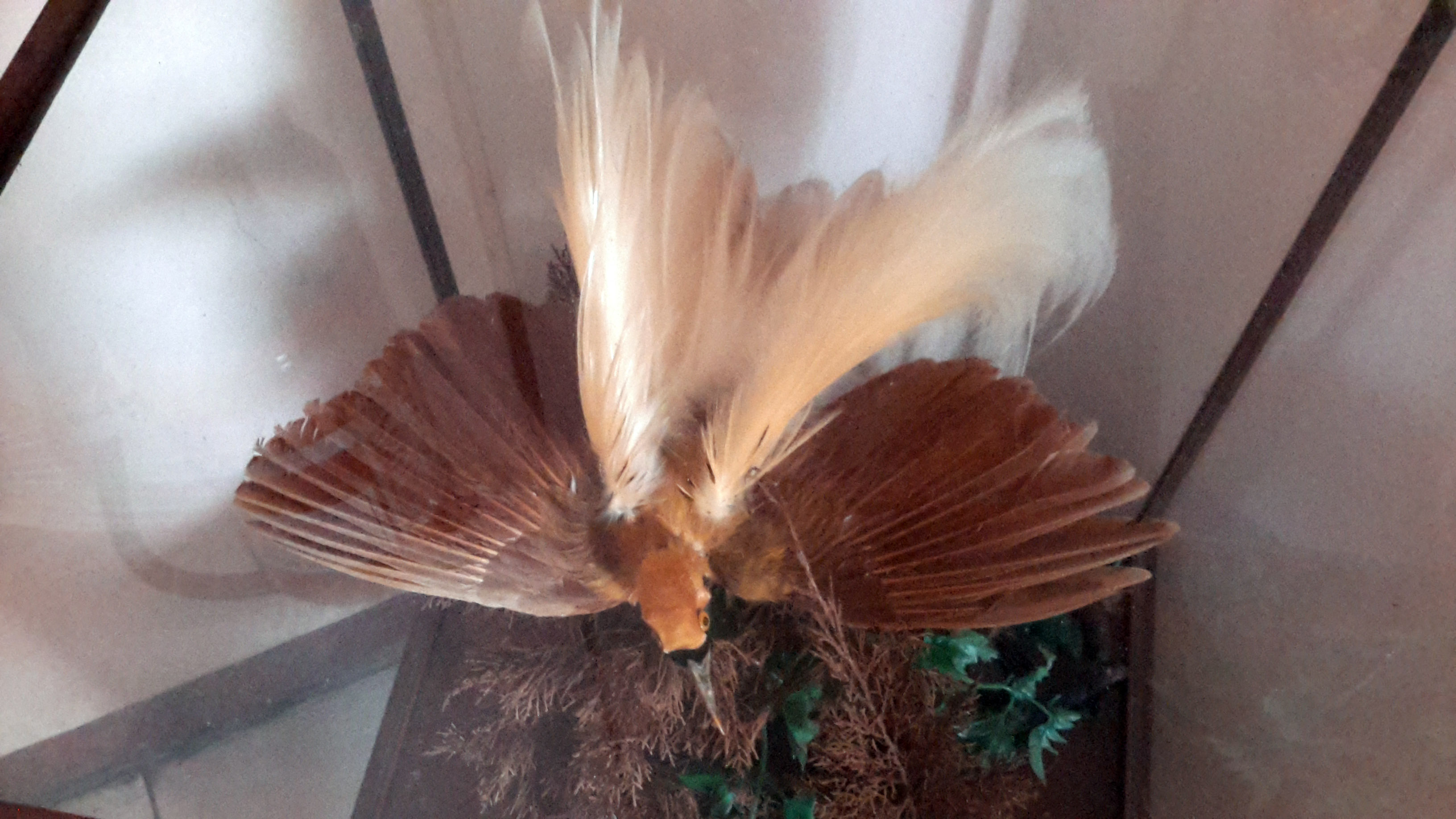 Stuffed Bird of Paradise in Banjarnegara Reported by Scorpion  (October 10, 2016)